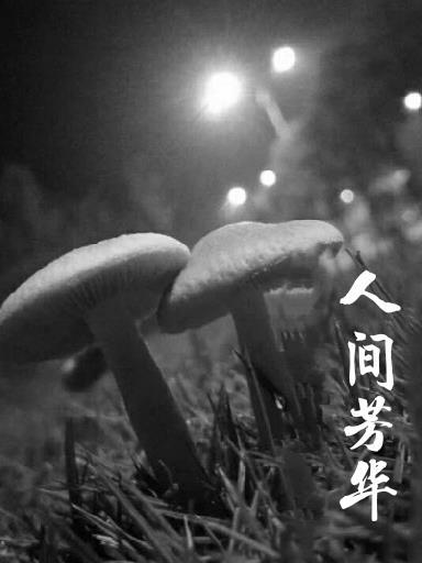 粽叶飘香人间芳华